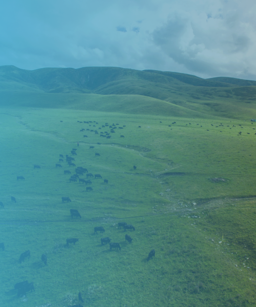 Posit customer story Snowflake: DairyNZ