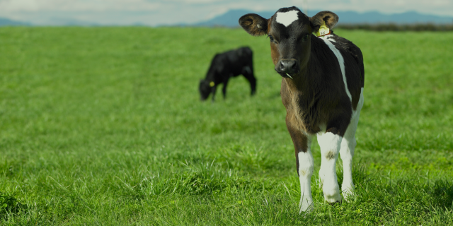A cow is in the foreground looking at the camera and another cow is eating grass in the background. Posit, Snowflake, and DairyNZ's logos are overlayed