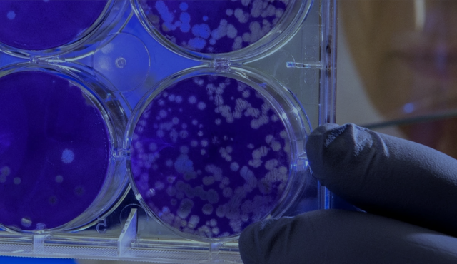 A close-up view of a clear plastic multi-well laboratory plate containing a deep purple medium.