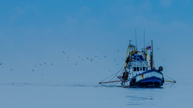 A blue and white fishing boat with outriggers sailing on calm water under a blue sky, surrounded by a flock of birds.