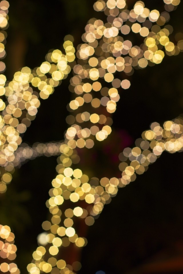Blurred image of white lights wrapped around tree branches