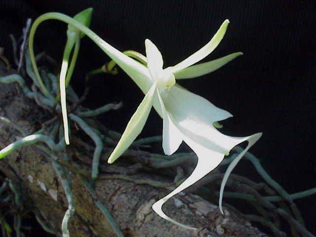 A white Ghost Orchid