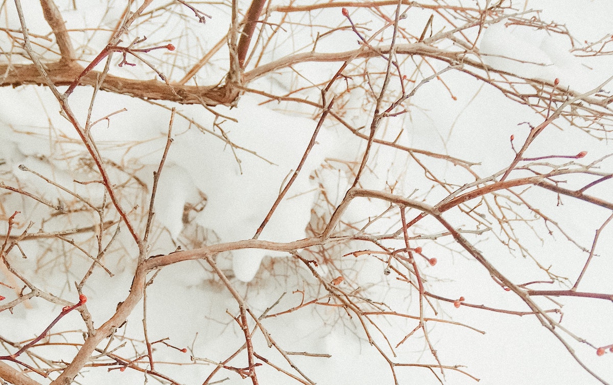 Leafless tree branches with red buds against a snowy background