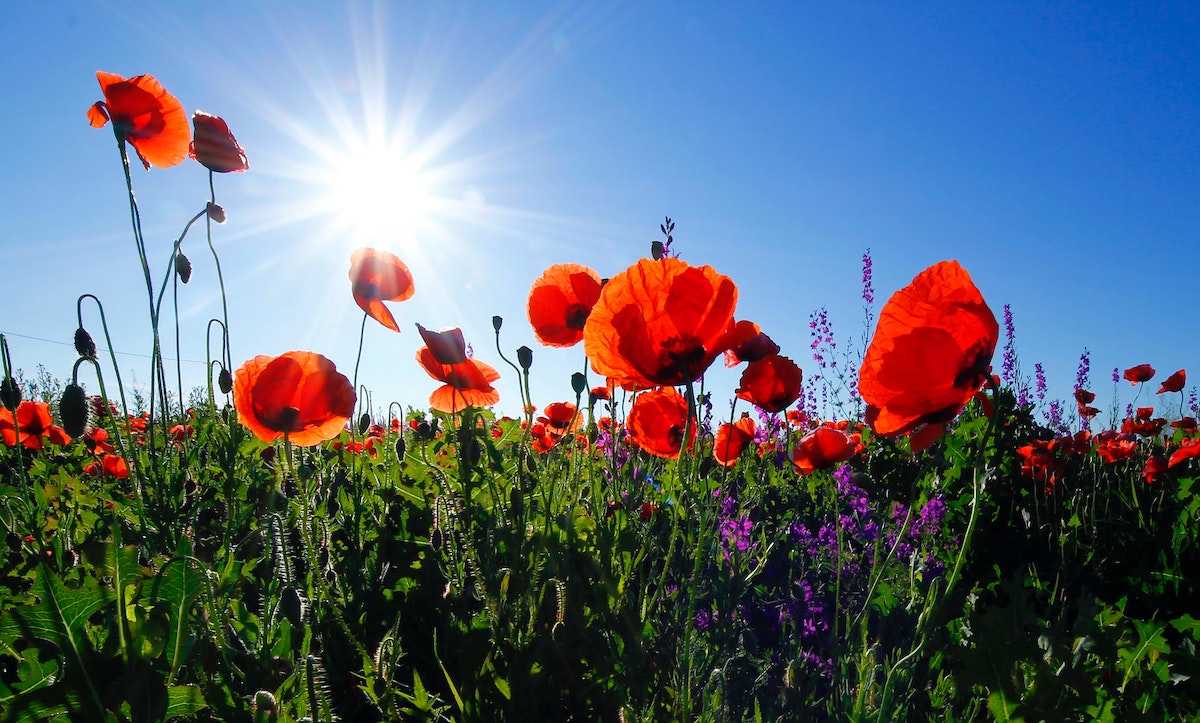 A shining sun beaming on a field of red flowers