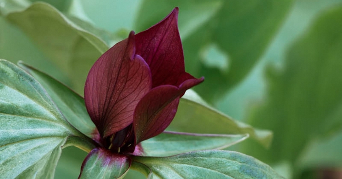 A Prairie Trillium flowering plant