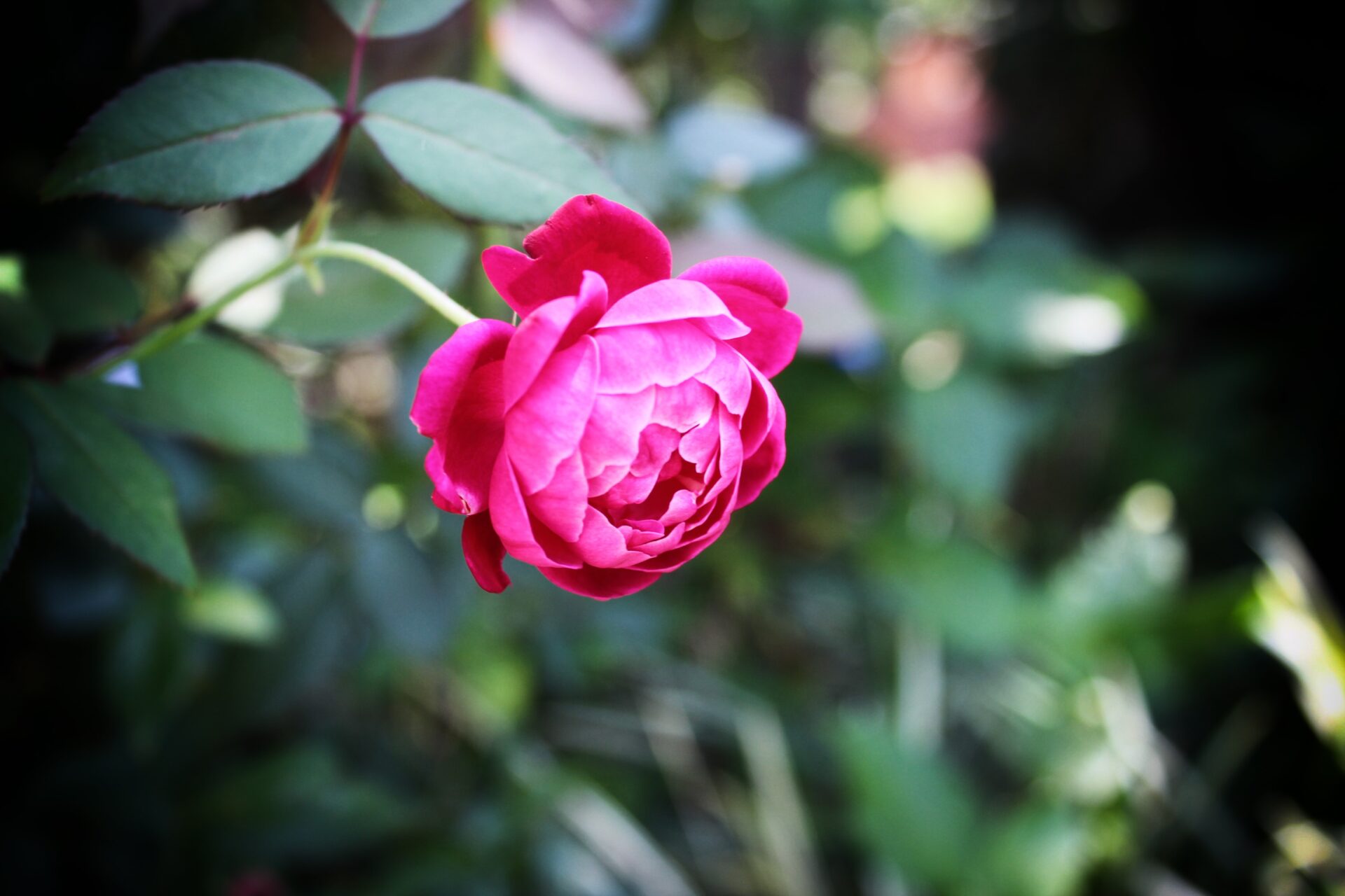 A pink rose