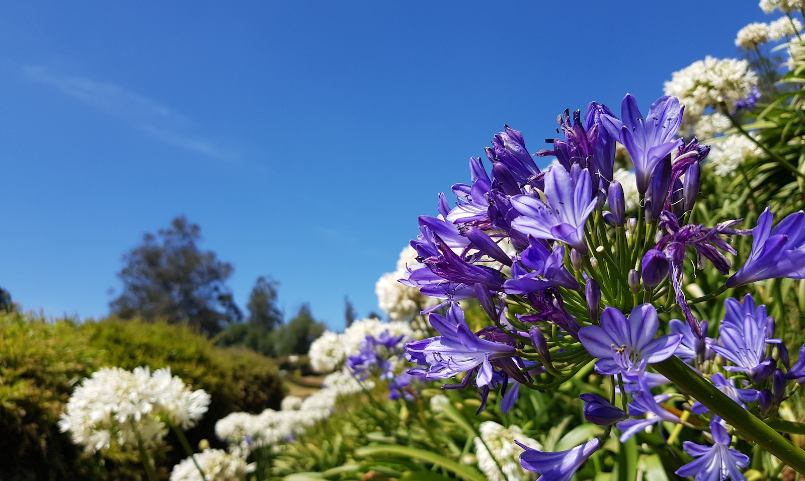Purple flowers in the foreground with trees, shrubs, and a blue sky in the background