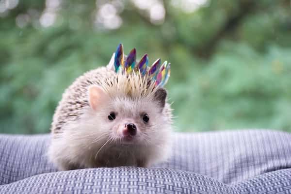 a hedgehog