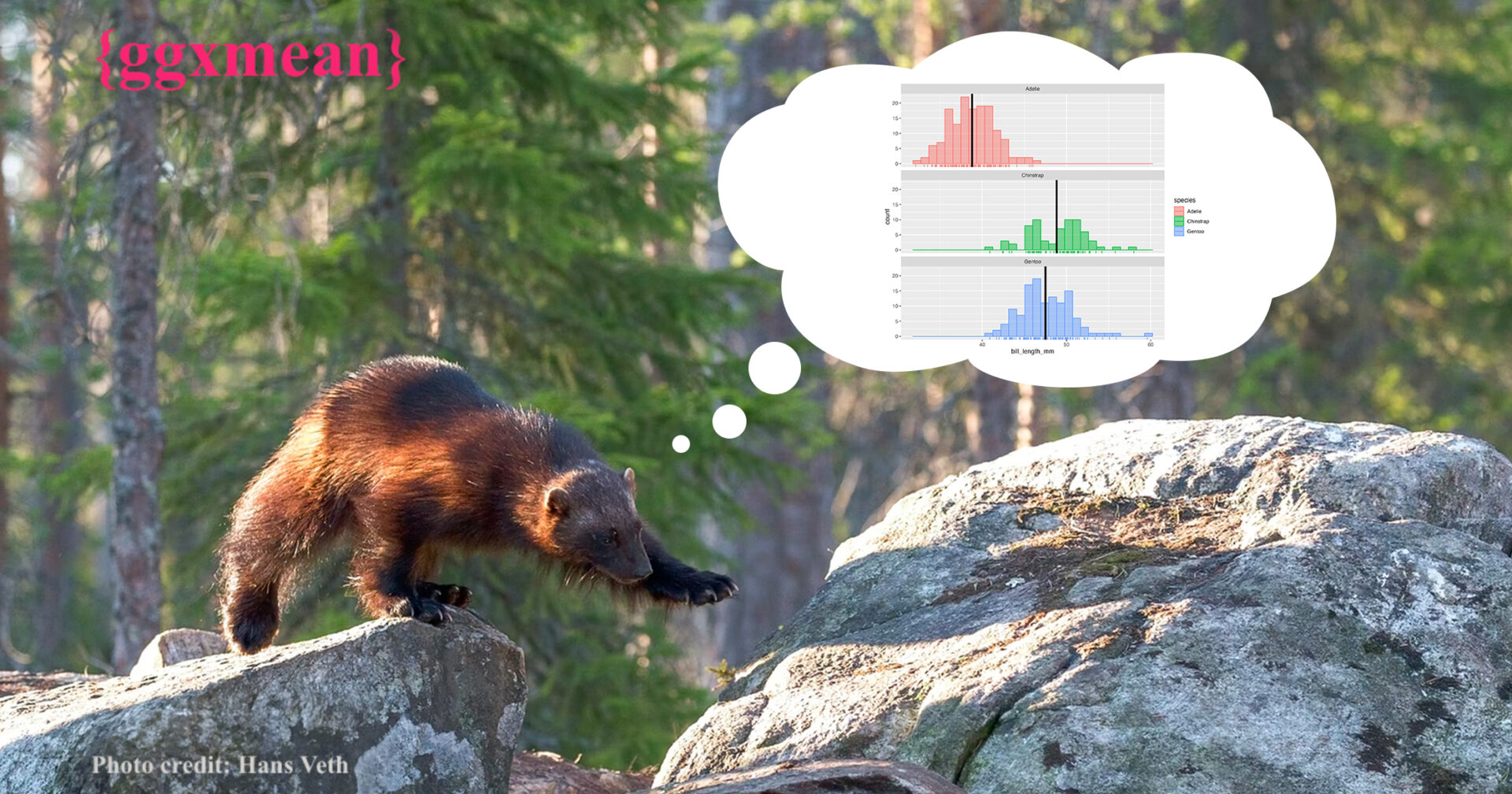 A baby wolverine walking between two rocks. The bear is thinking up a plot made with ggxmean that shows a histogram with lines at the mean. The top left says ggxmean in text.